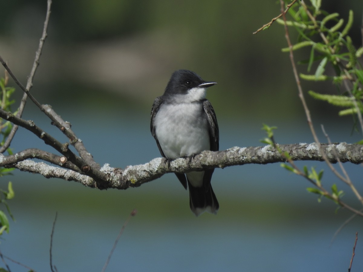 Eastern Kingbird - Adam  Miller