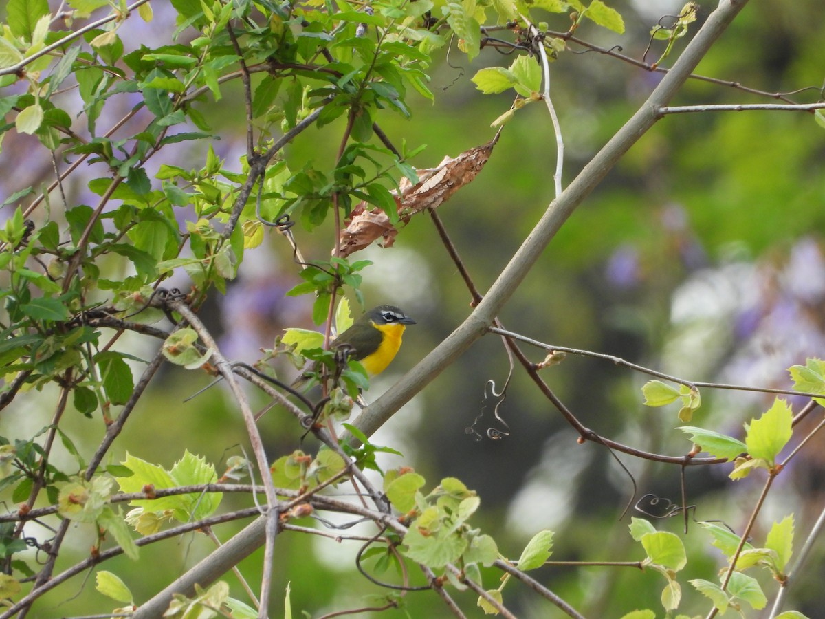 Yellow-breasted Chat - ML618272350