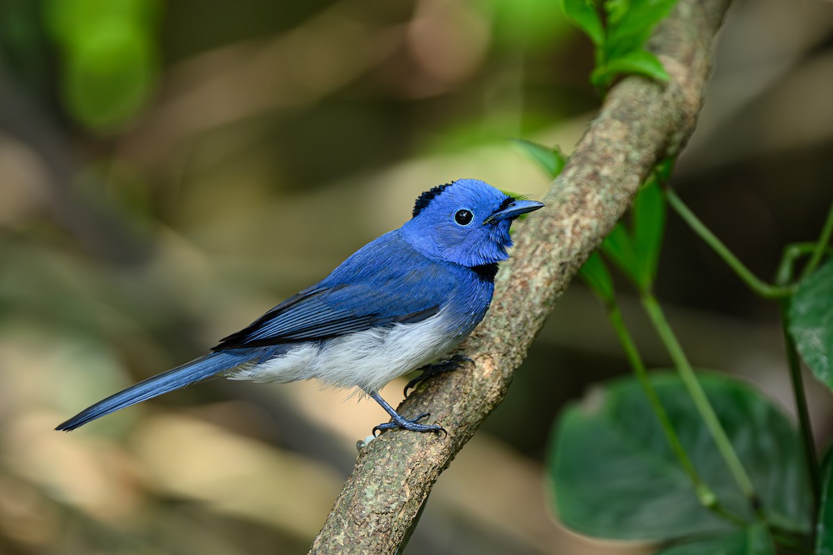 Black-naped Monarch - Sudhir Paul