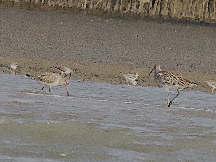 Bar-tailed Godwit - Craig Rasmussen