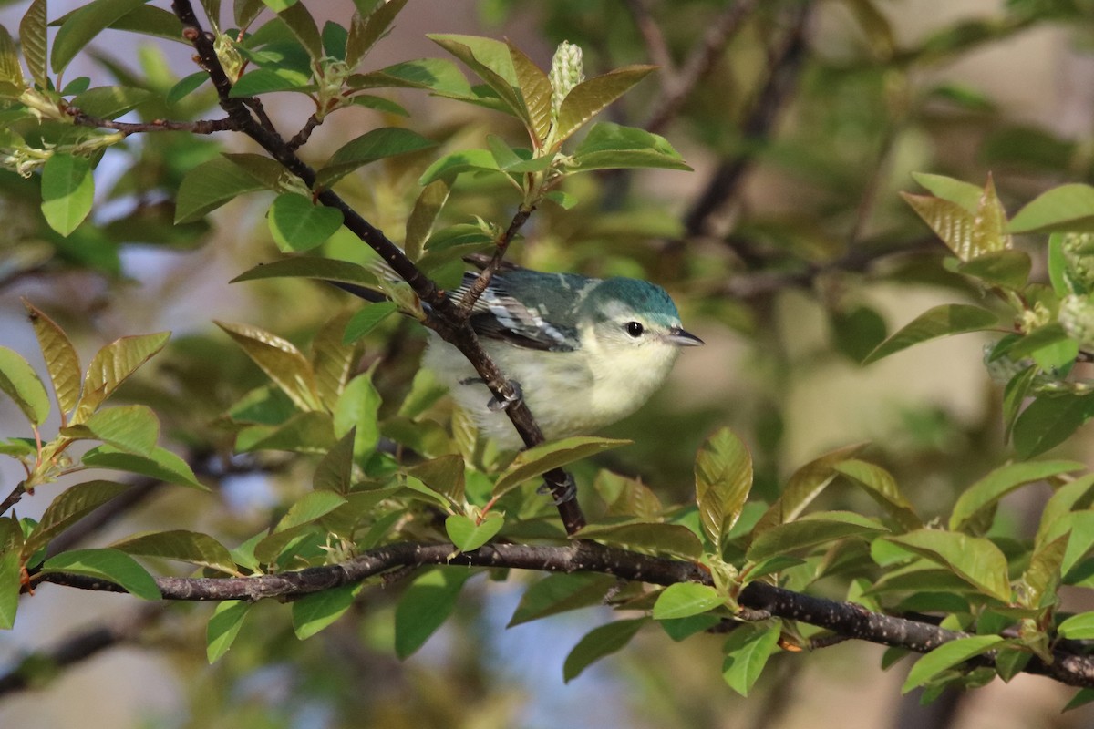 Cerulean Warbler - Dave Brown