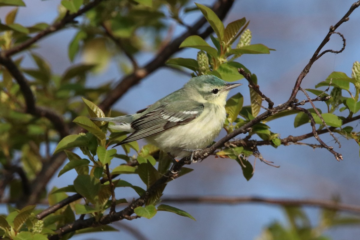 Cerulean Warbler - Dave Brown