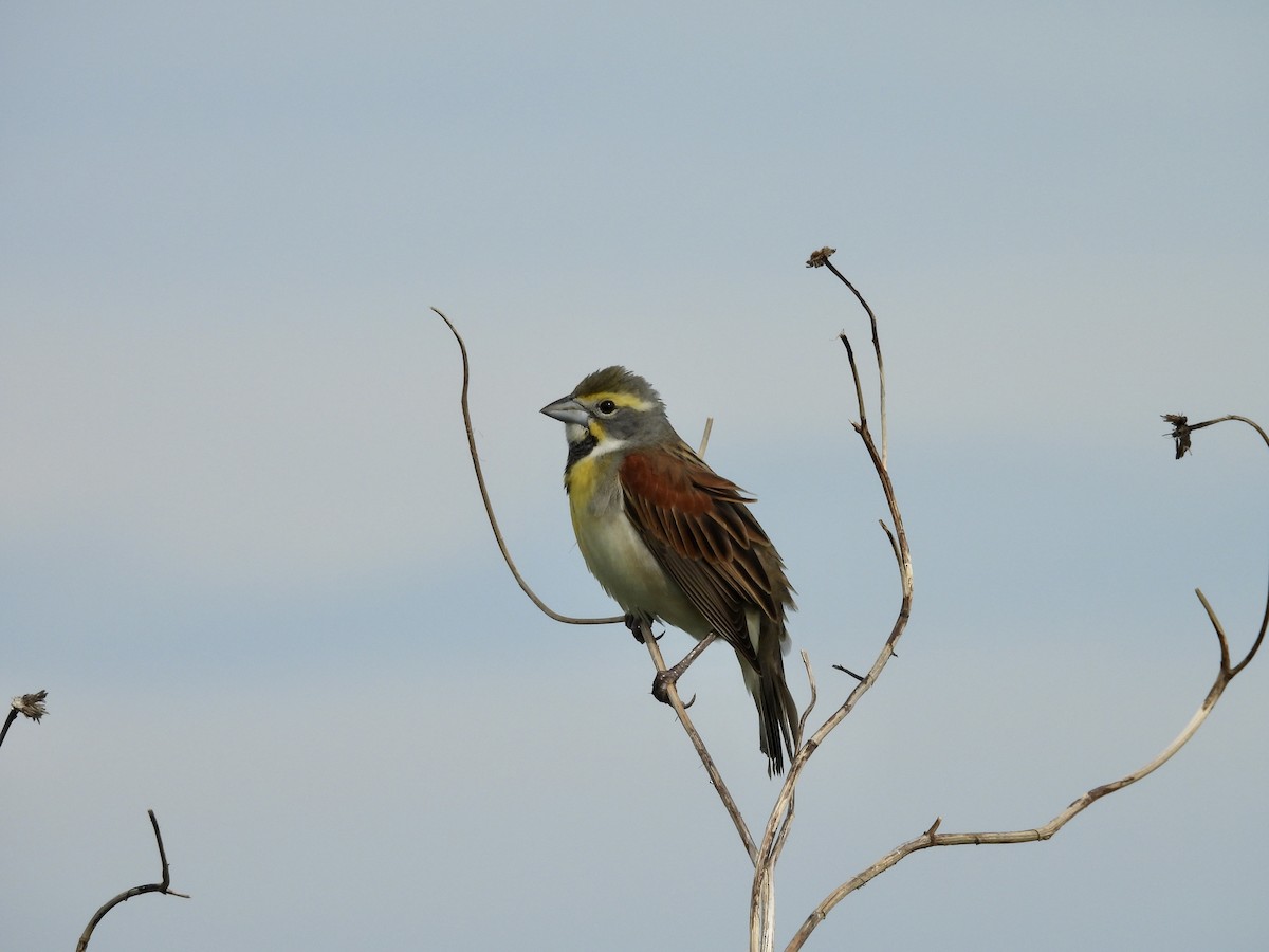 Dickcissel - ML618272381