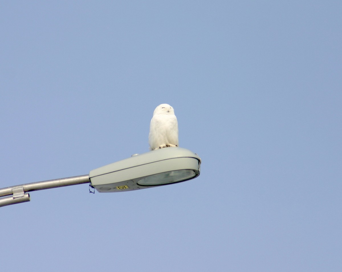 Snowy Owl - ML618272384