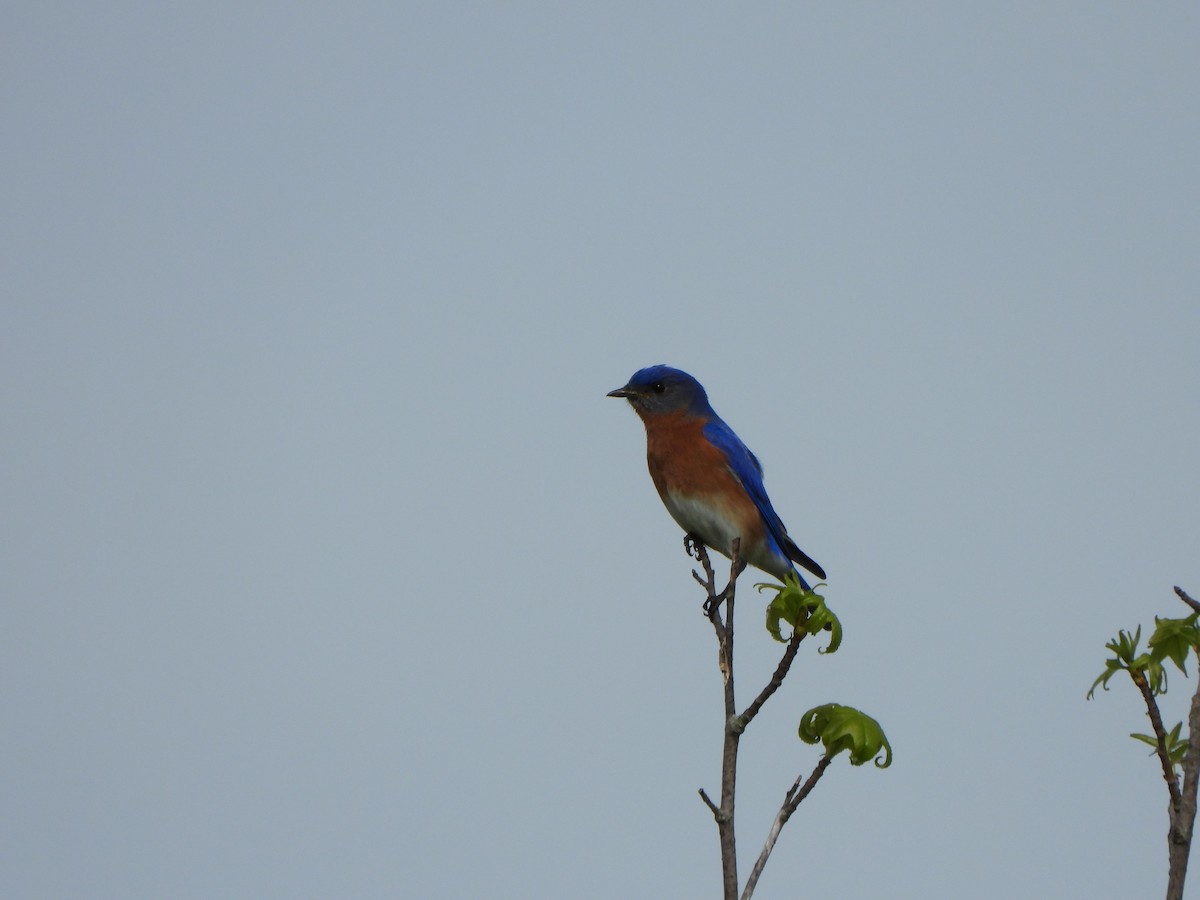 Eastern Bluebird - ML618272395