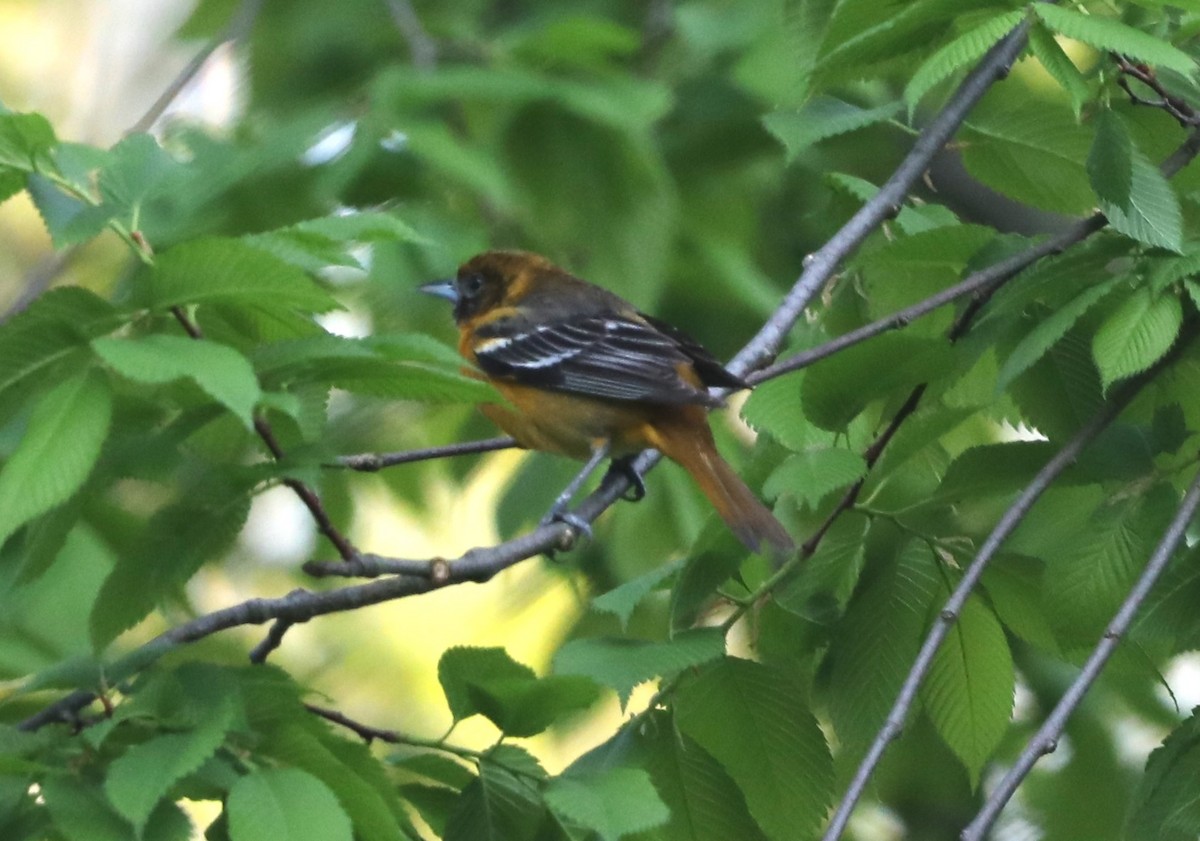 Baltimore Oriole - ML618272396