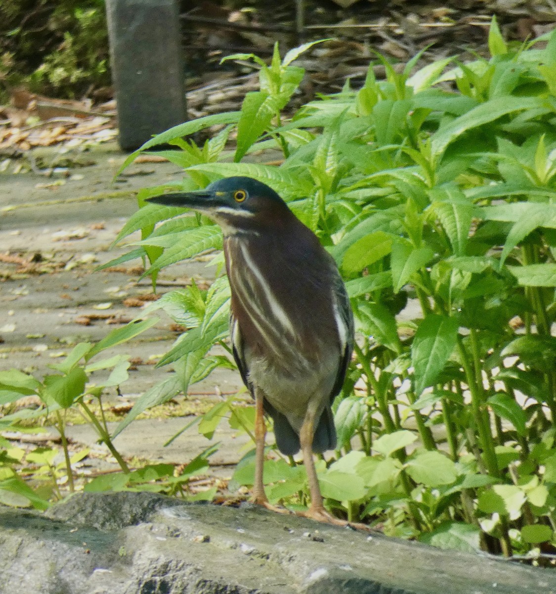 Green Heron - ML618272398