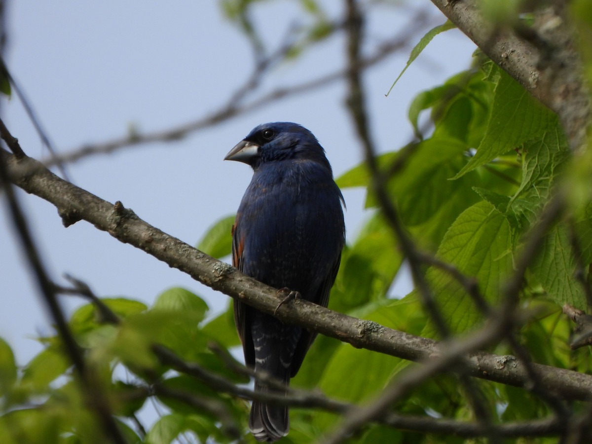 Blue Grosbeak - ML618272405