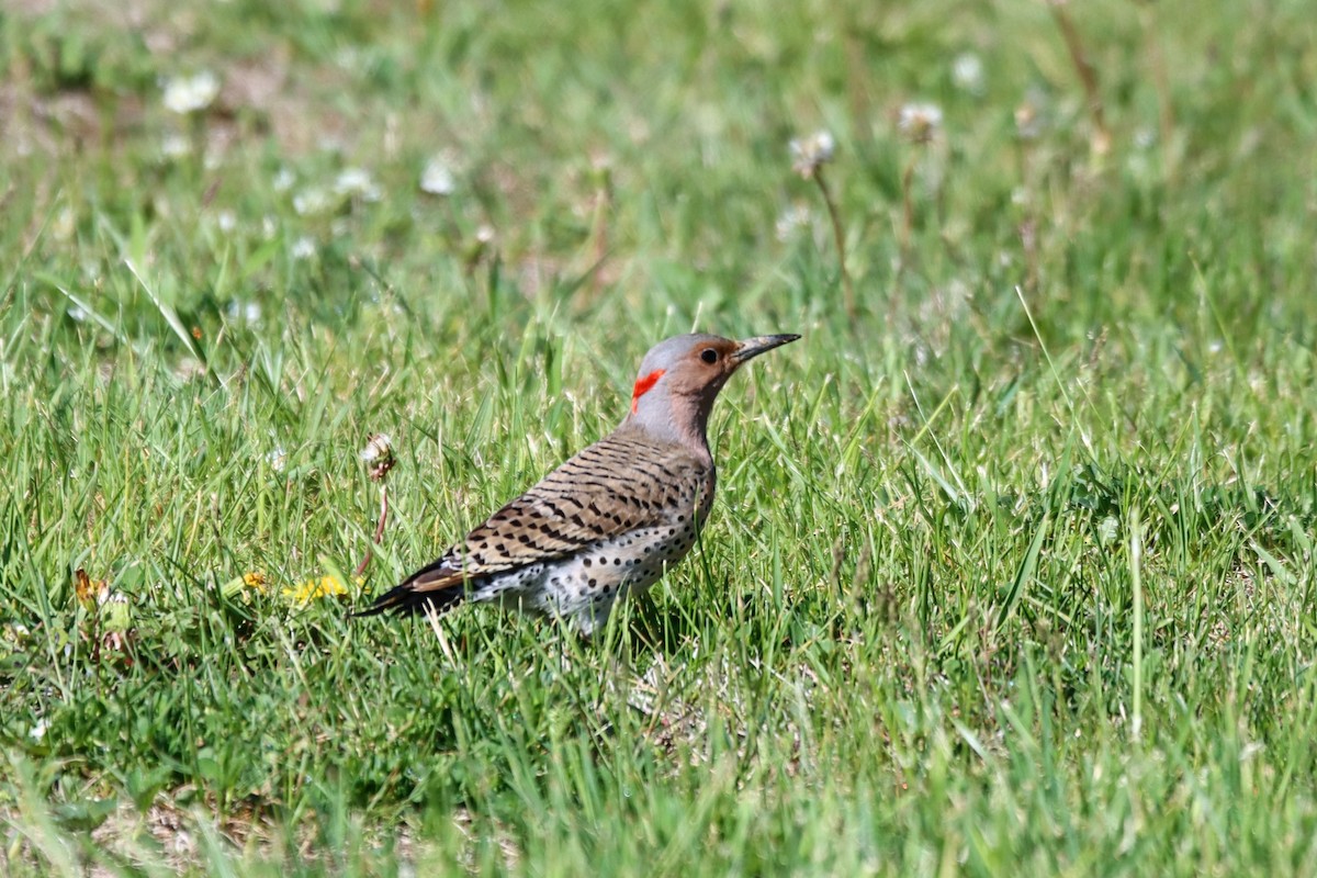 Northern Flicker (Yellow-shafted) - Travis Suckow