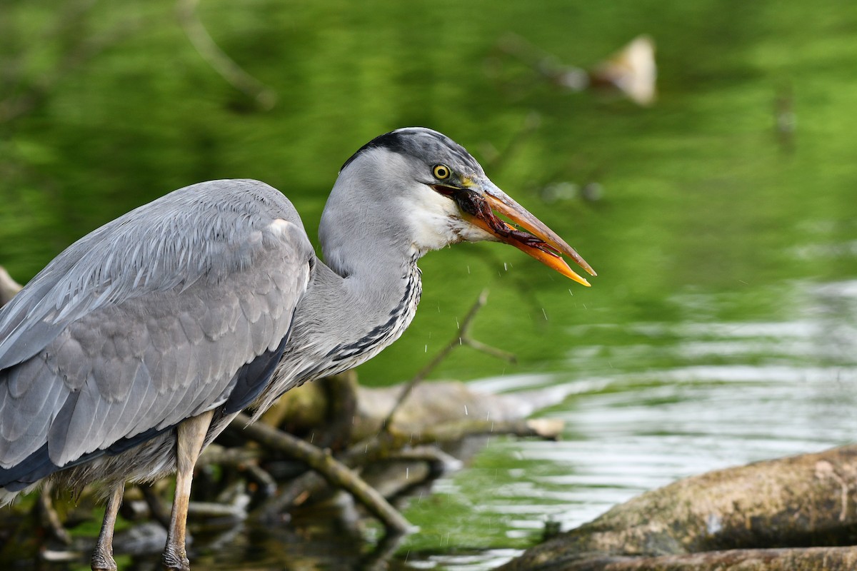 Gray Heron (Gray) - Julian Campuzano Garrido