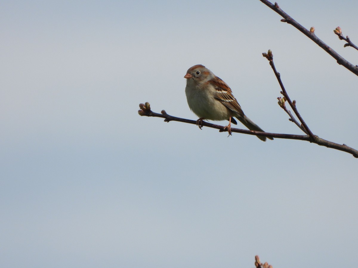 Field Sparrow - ML618272416