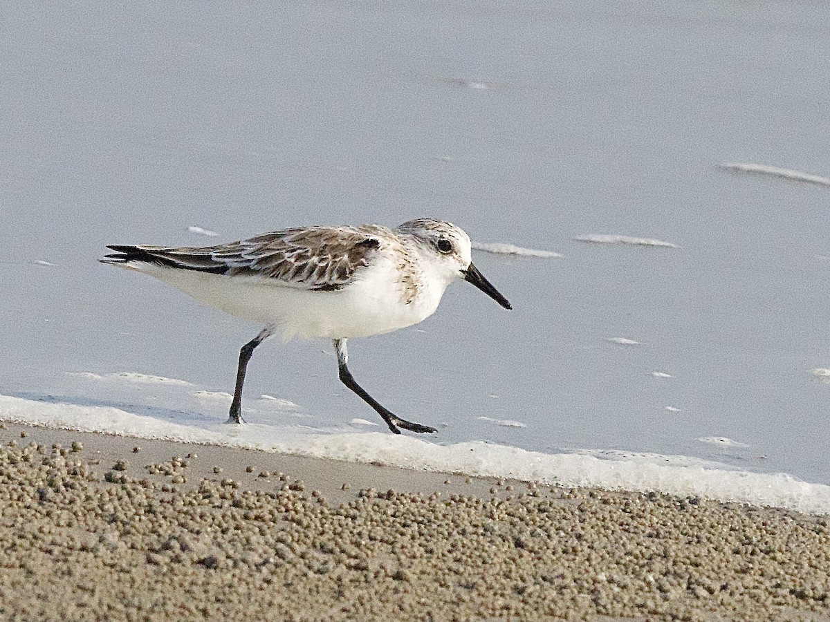 Sanderling - Craig Rasmussen