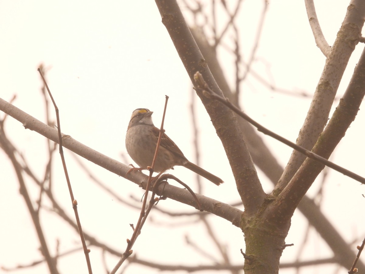 White-throated Sparrow - ML618272424