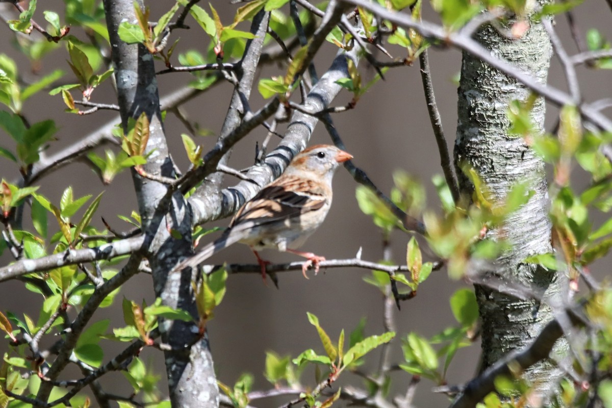 Field Sparrow - ML618272425