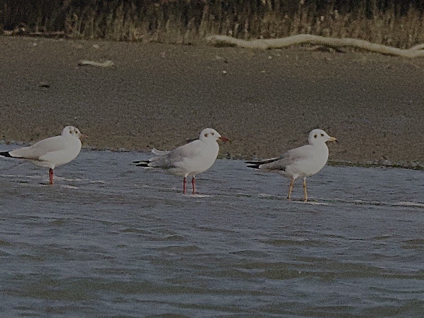 Brown-headed Gull - ML618272431