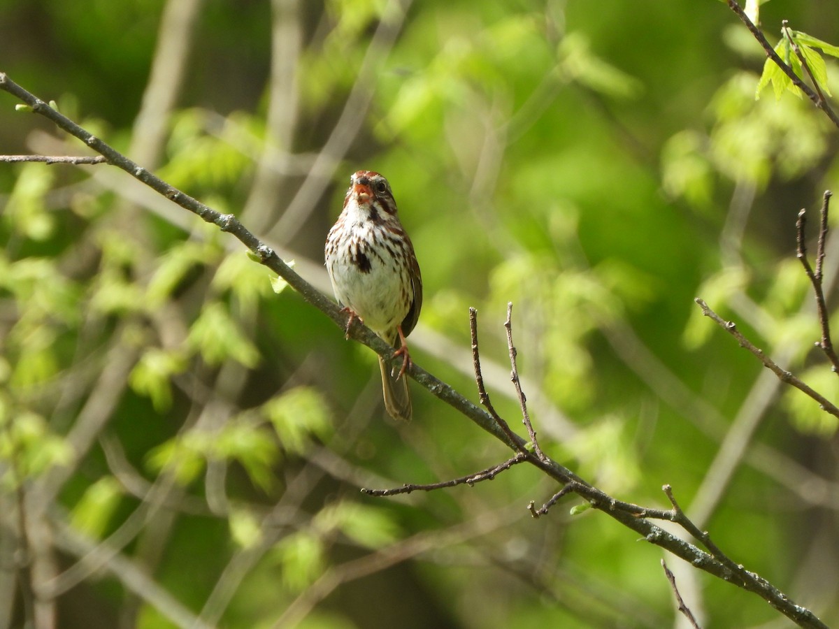 Song Sparrow - ML618272433