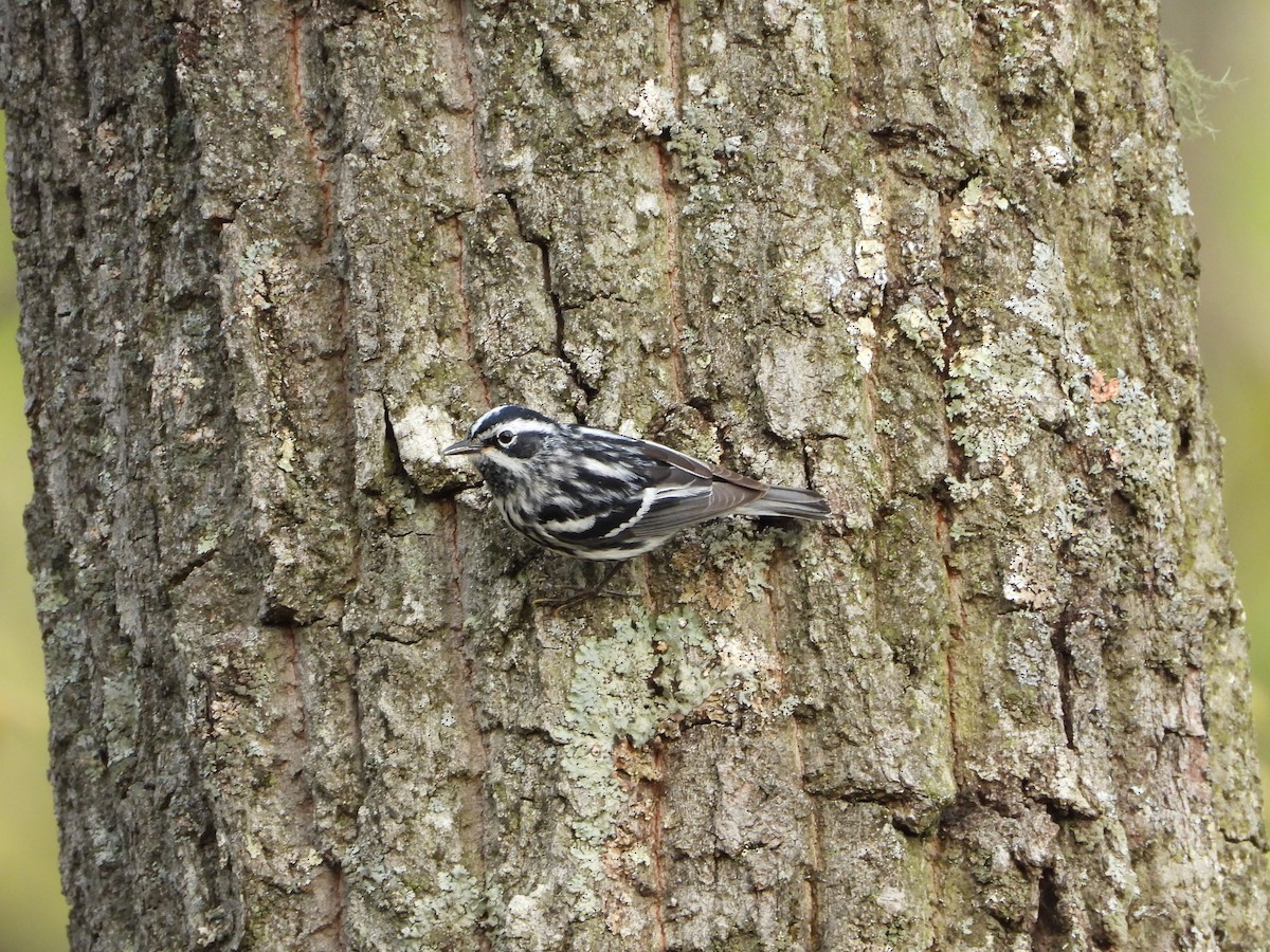 Black-and-white Warbler - ML618272436