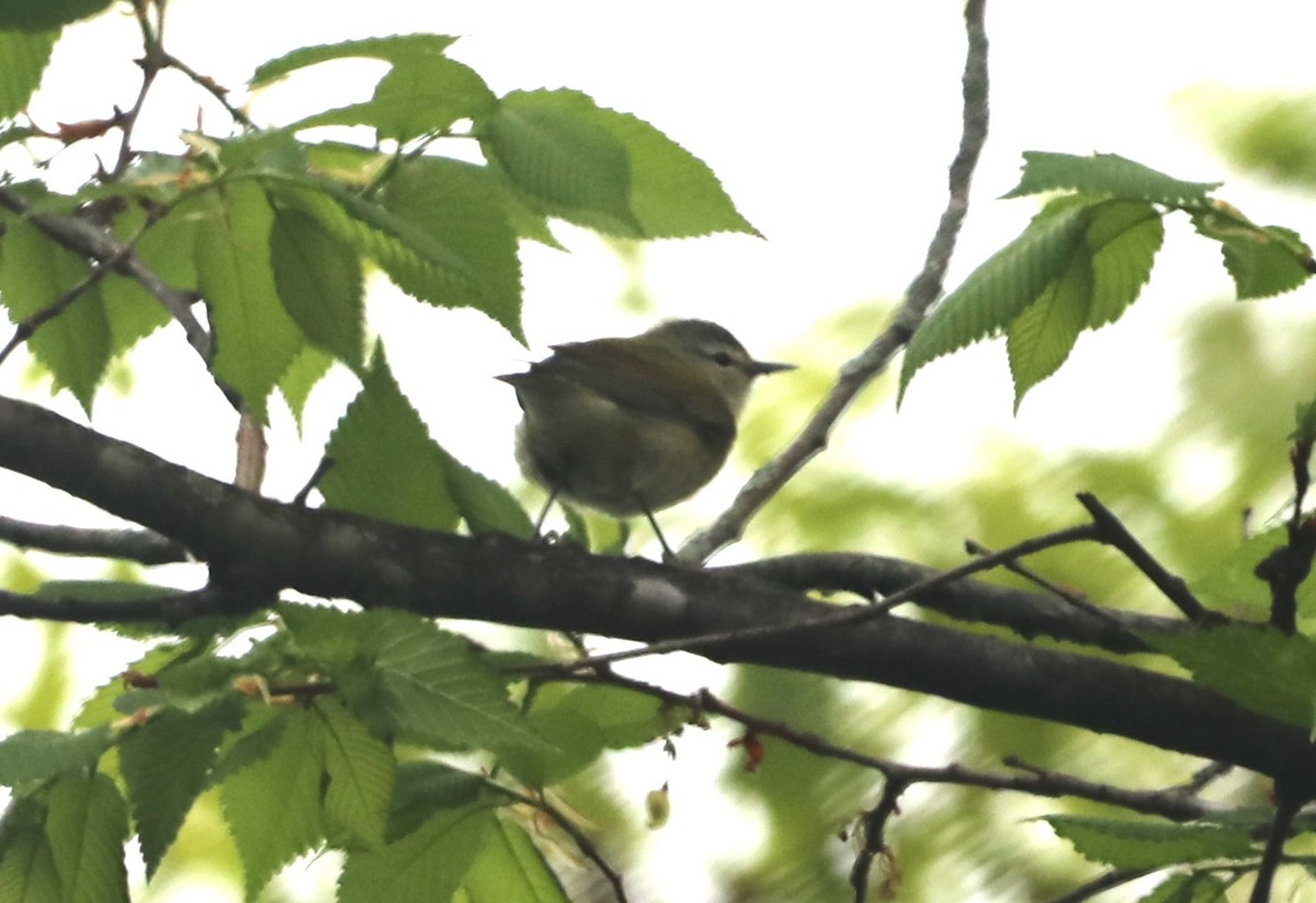 Tennessee Warbler - ML618272441