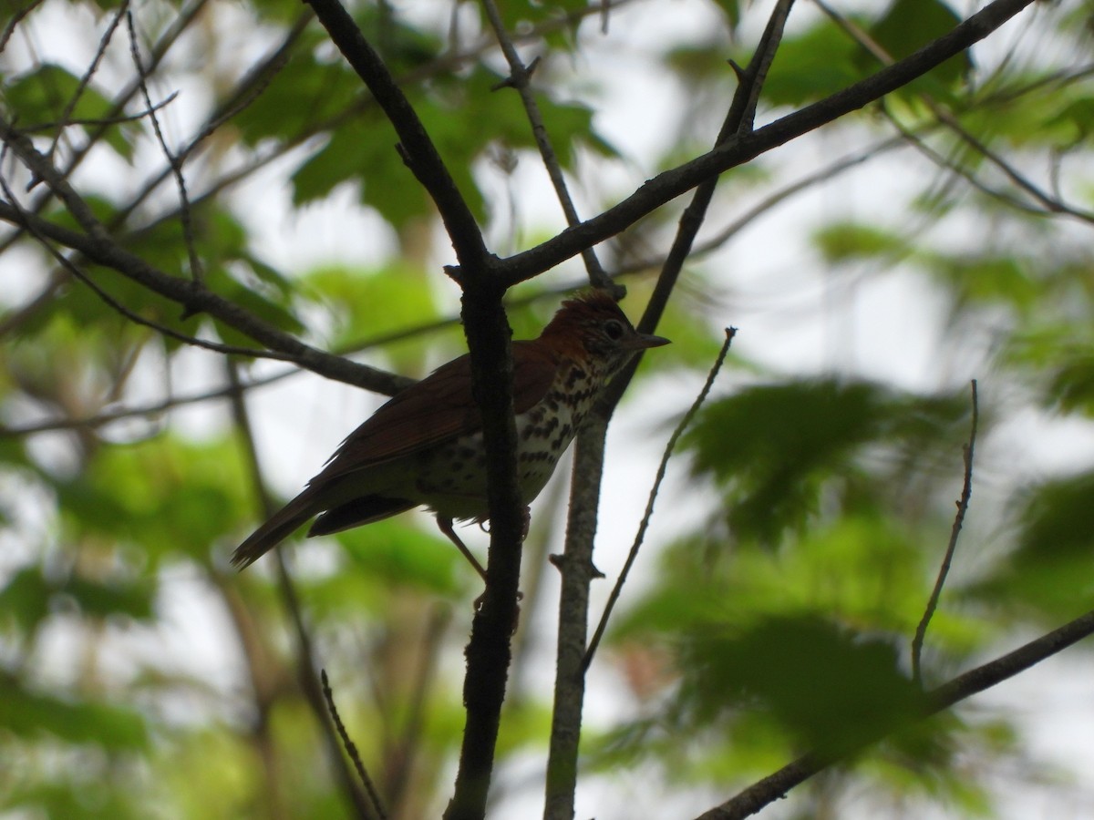 Wood Thrush - ML618272443