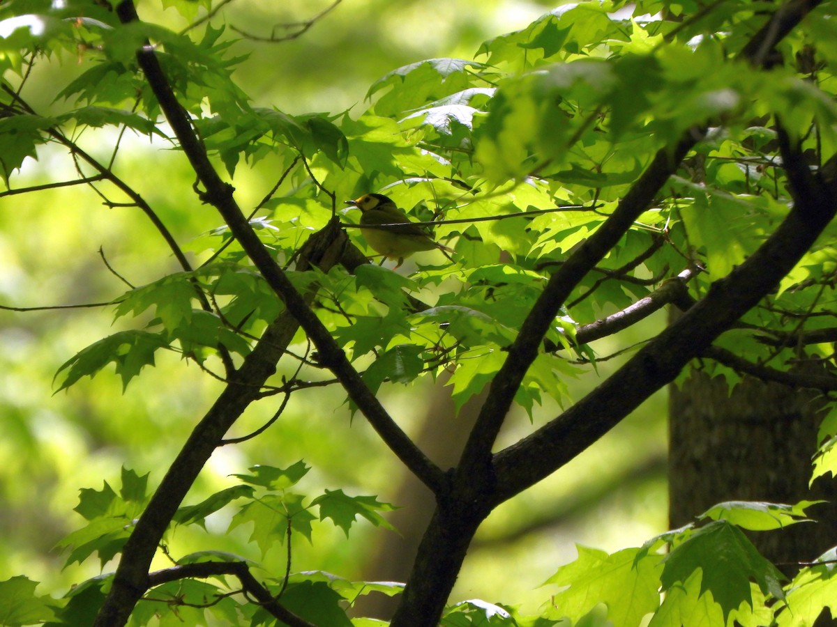 Hooded Warbler - ML618272454