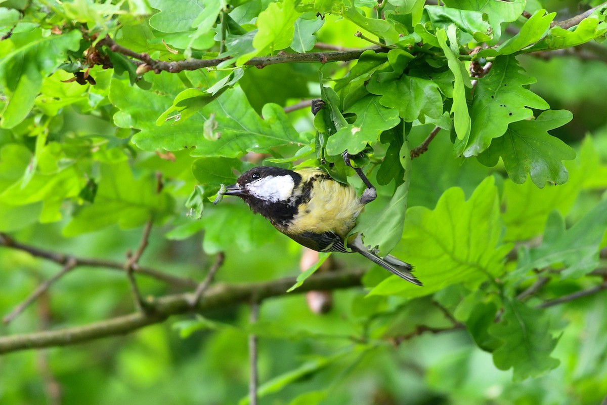 Great Tit - Julian Campuzano Garrido