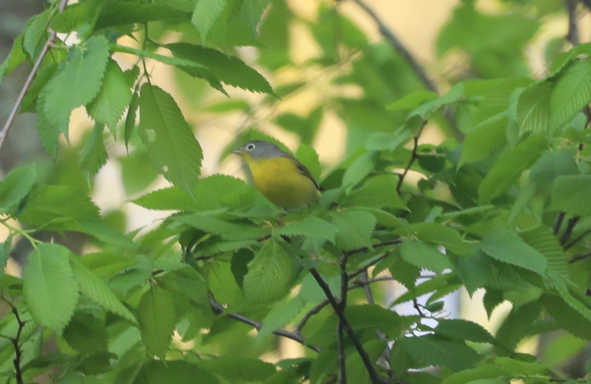 Nashville Warbler - "Chia" Cory Chiappone ⚡️