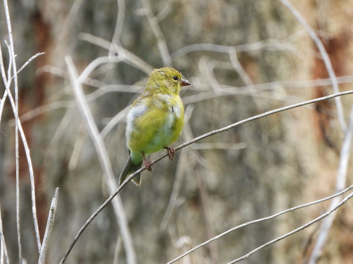 American Goldfinch - ML618272469