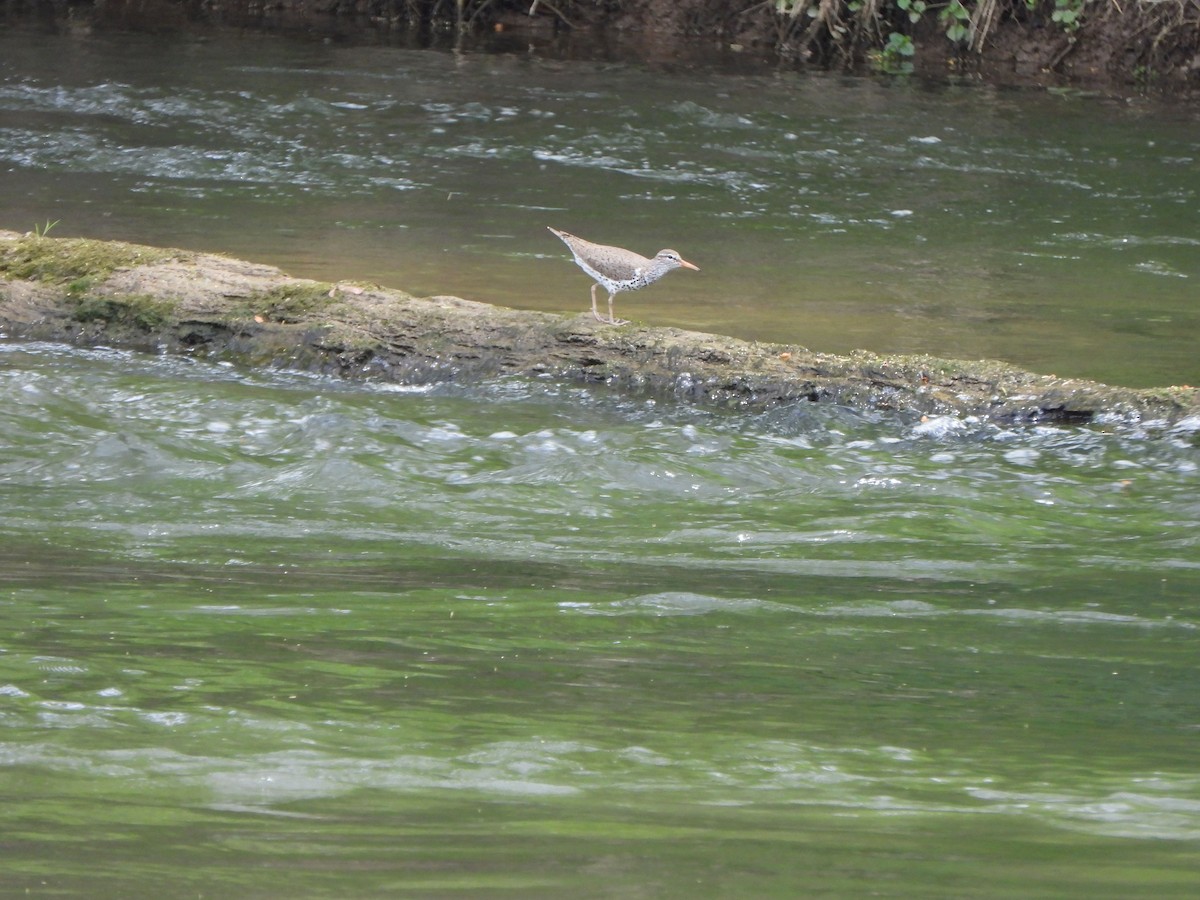 Spotted Sandpiper - ML618272475