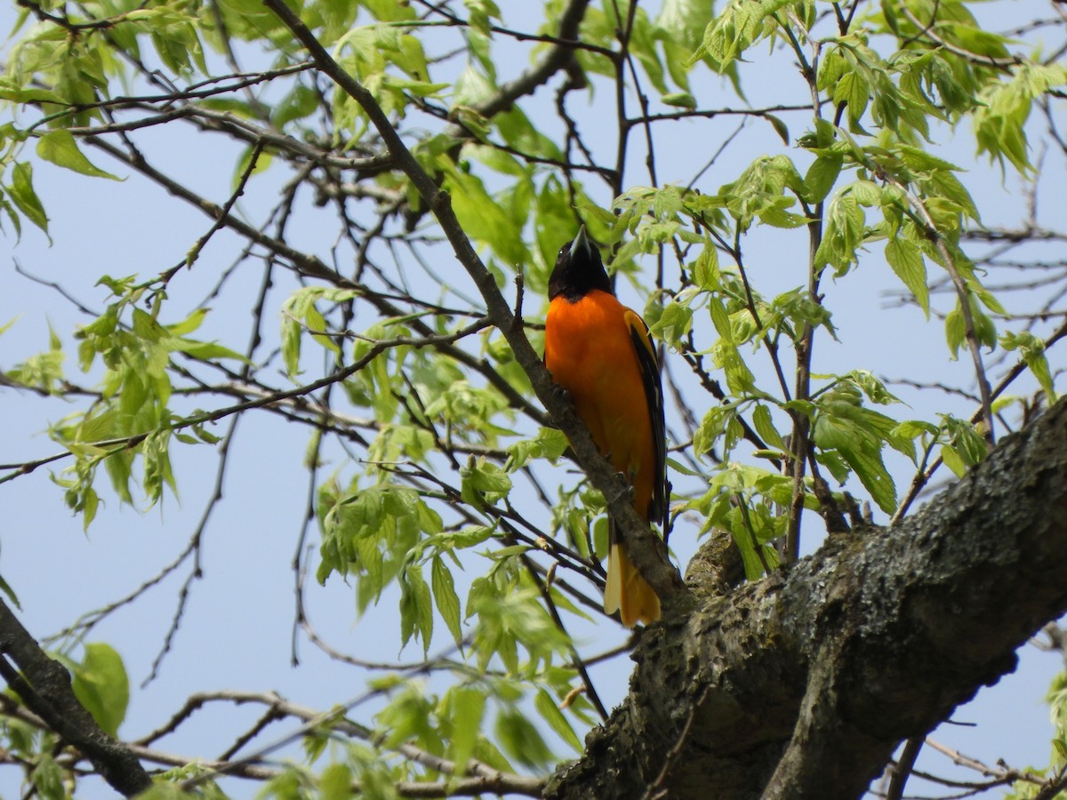 Baltimore Oriole - ML618272495