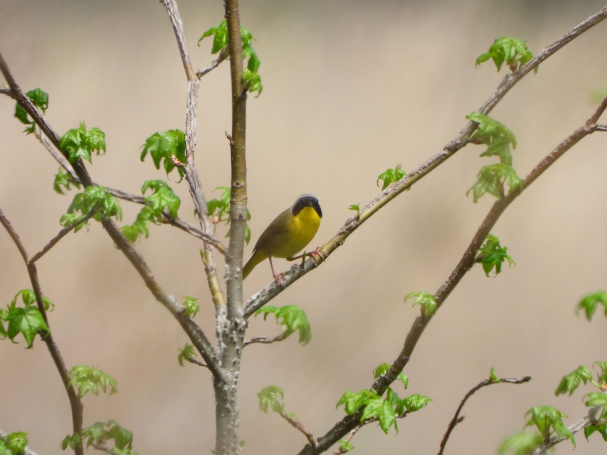 Common Yellowthroat - ML618272505