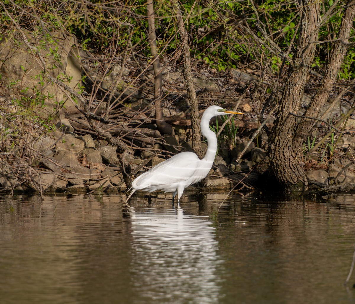 Great Egret - ML618272512