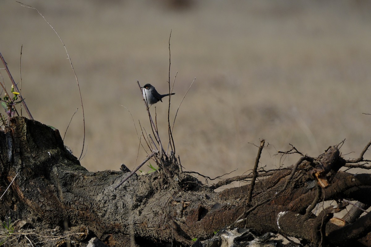 Sardinian Warbler - ML618272514