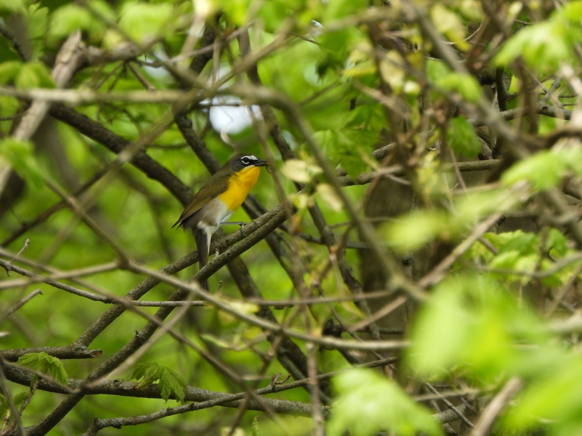 Yellow-breasted Chat - ML618272516