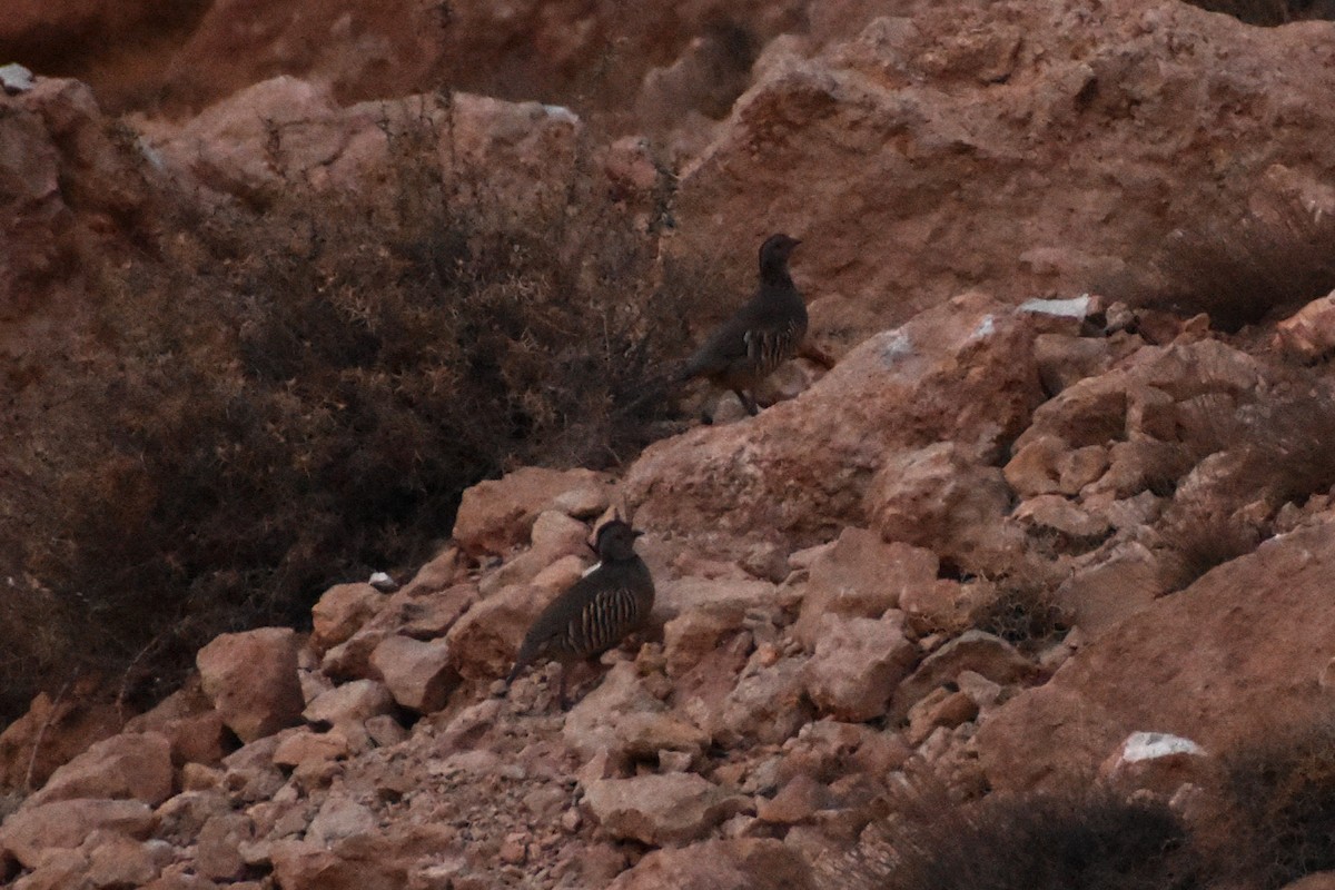 Barbary Partridge - ML618272526