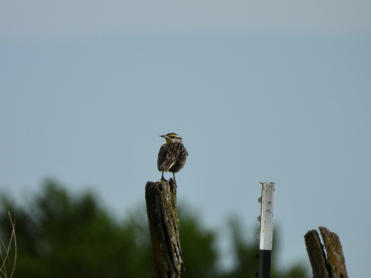 Eastern Meadowlark - Kelly Ormesher