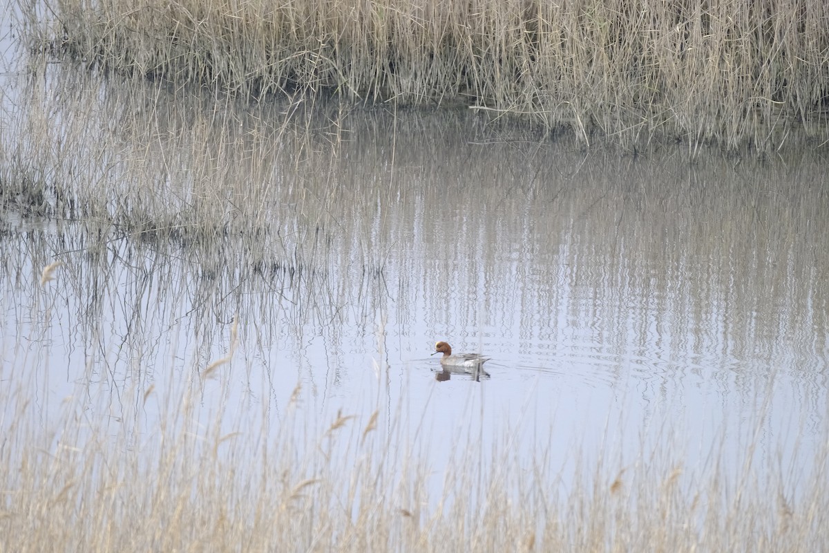 Eurasian Wigeon - ML618272549