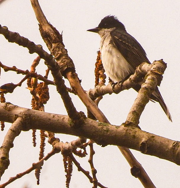 Eastern Kingbird - Stephanie Dagg