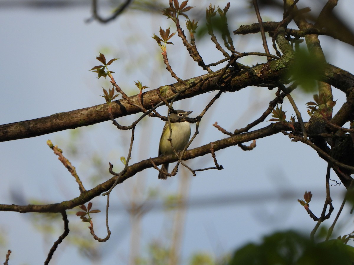 Blue-headed Vireo - ML618272568