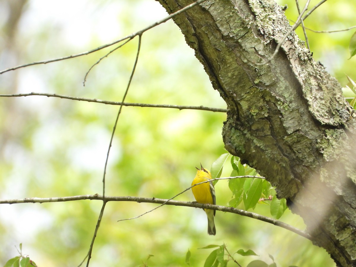 Blue-winged Warbler - ML618272578