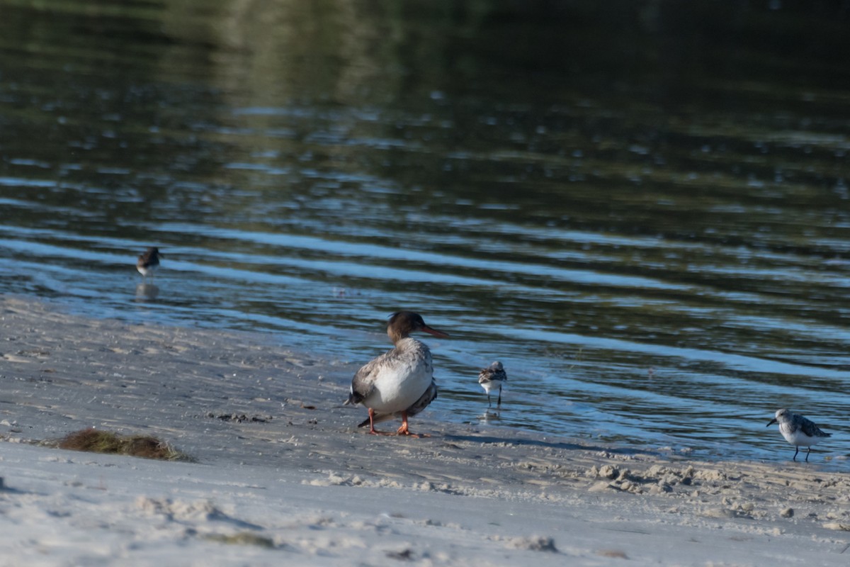 Red-breasted Merganser - ML618272580