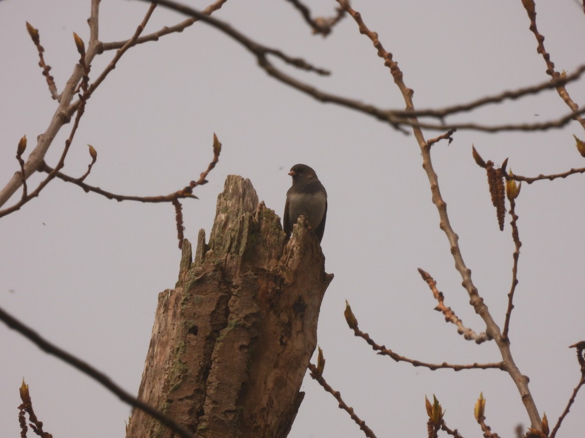 Dark-eyed Junco - Stephanie Dagg