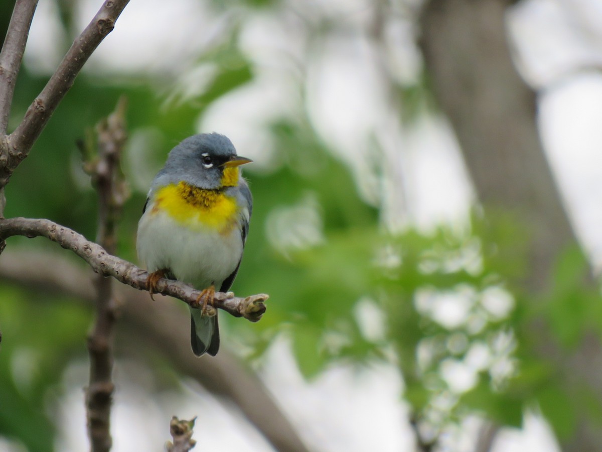 Northern Parula - Joe Hoelscher