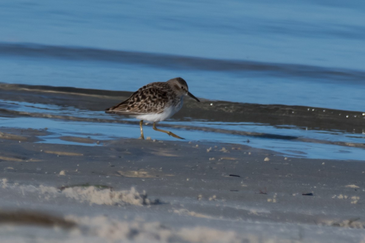 Least Sandpiper - Gabrielle Harrison