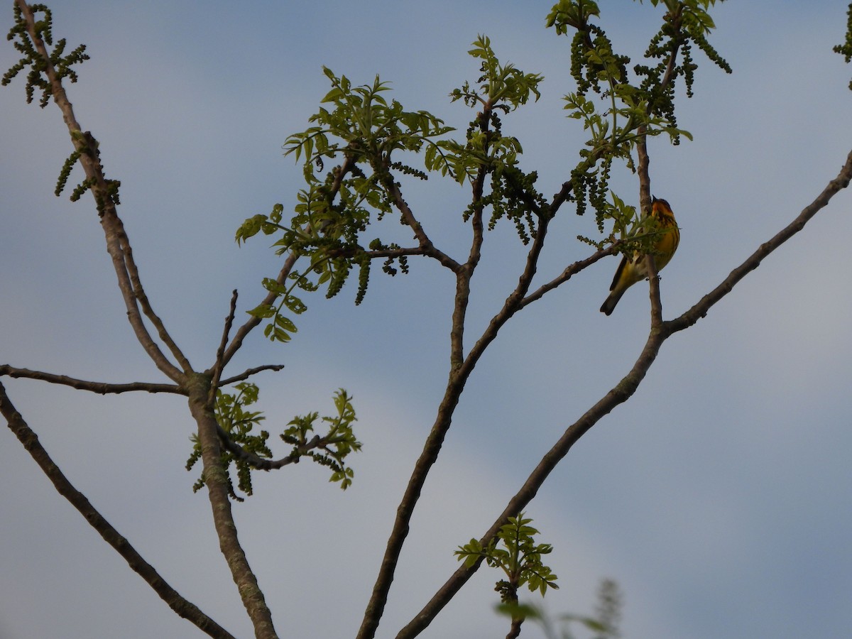 Cape May Warbler - ML618272599