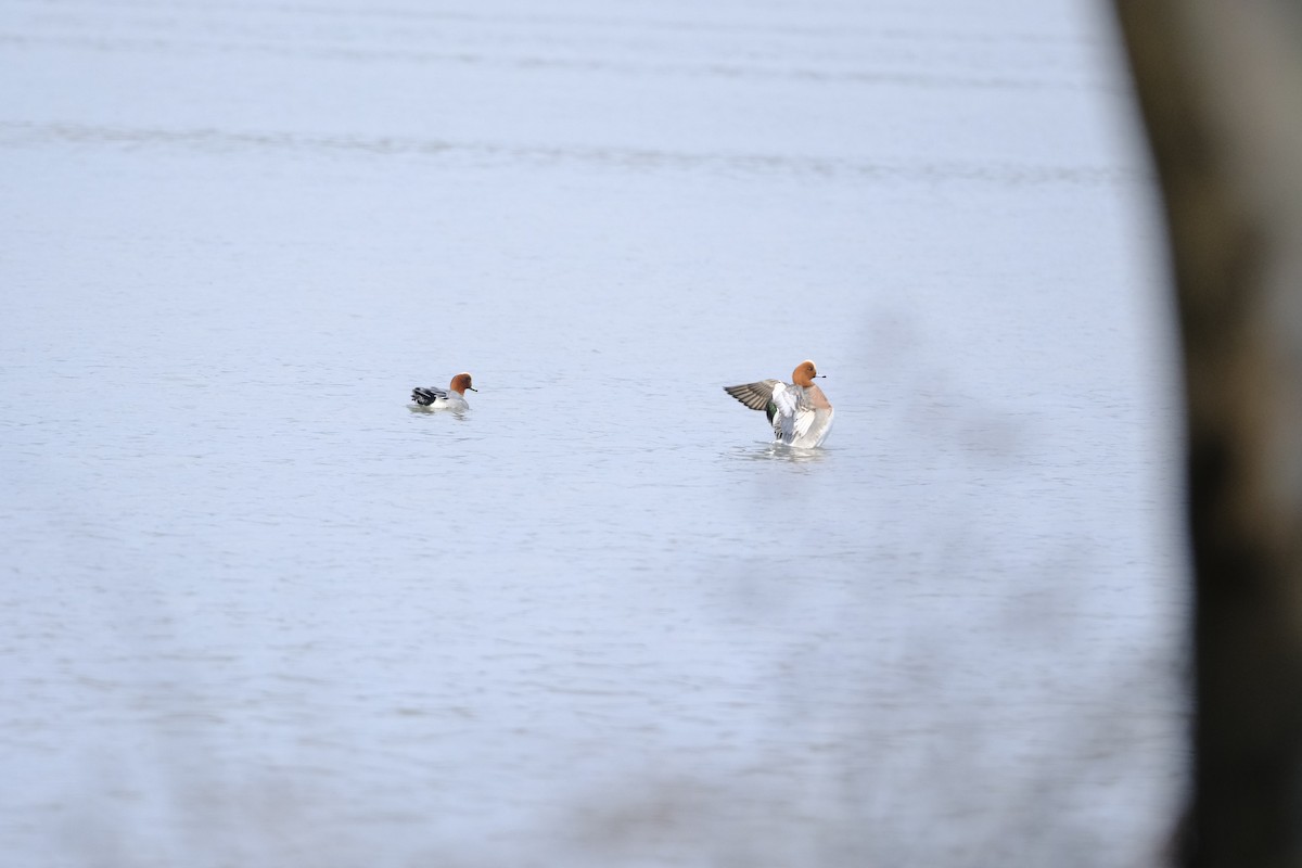 Eurasian Wigeon - ML618272608