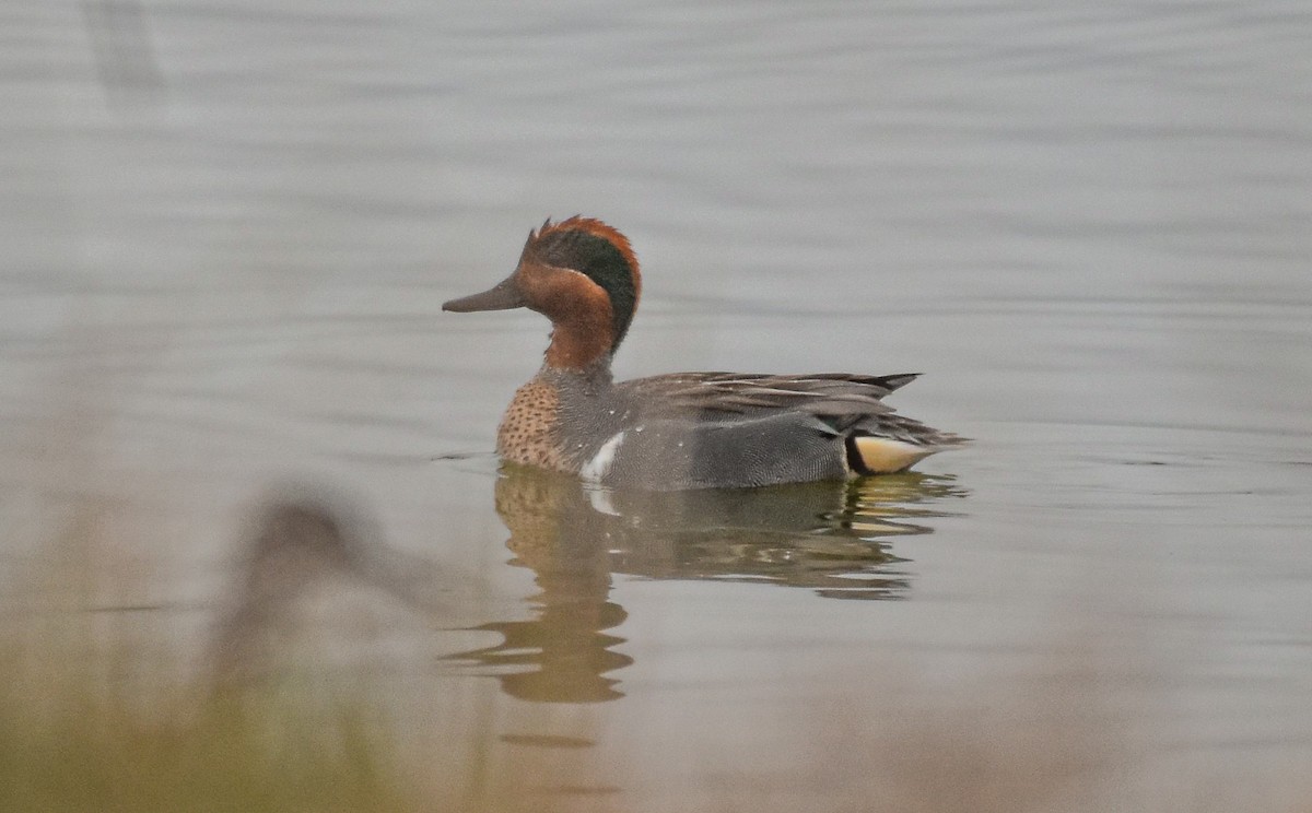 Green-winged Teal - Garry Waldram