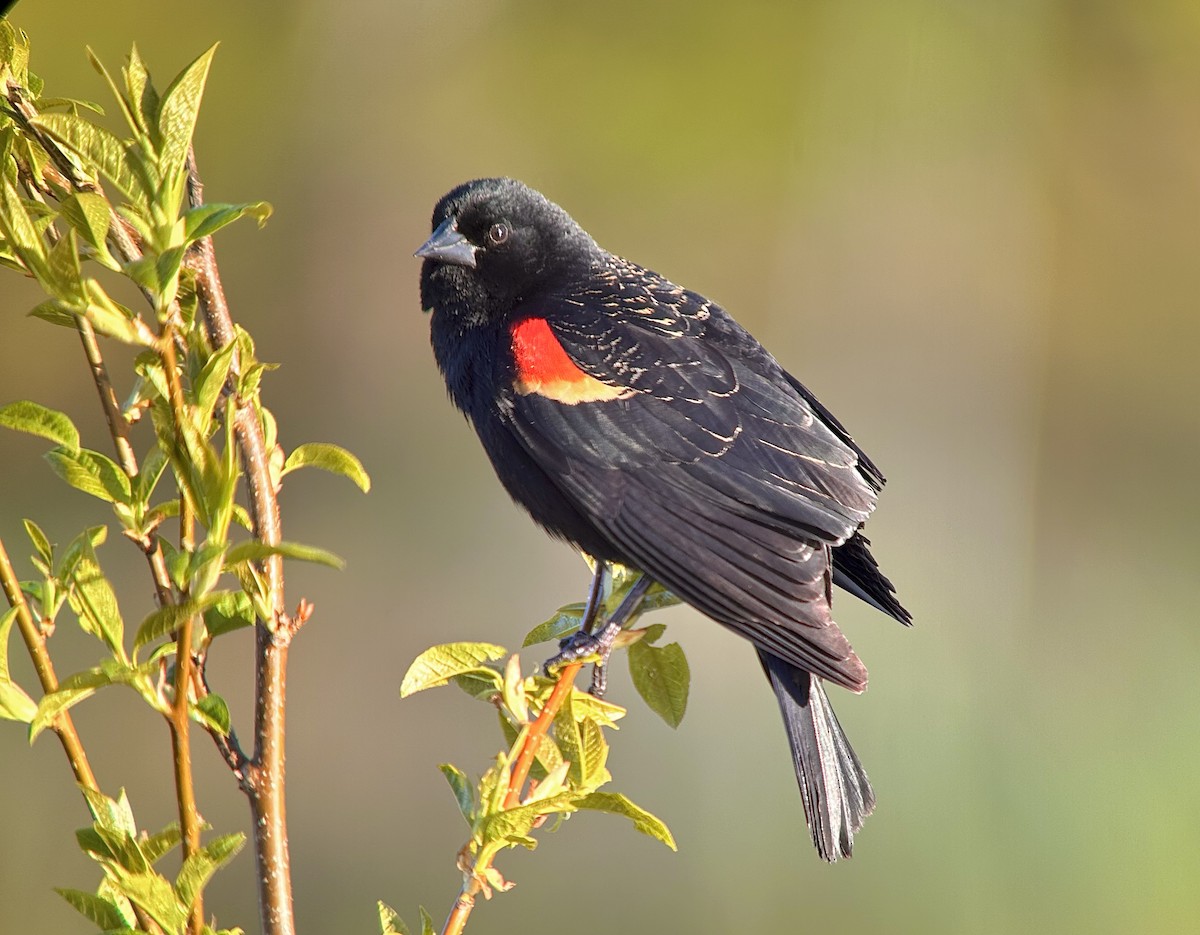 Red-winged Blackbird - Detlef Buettner