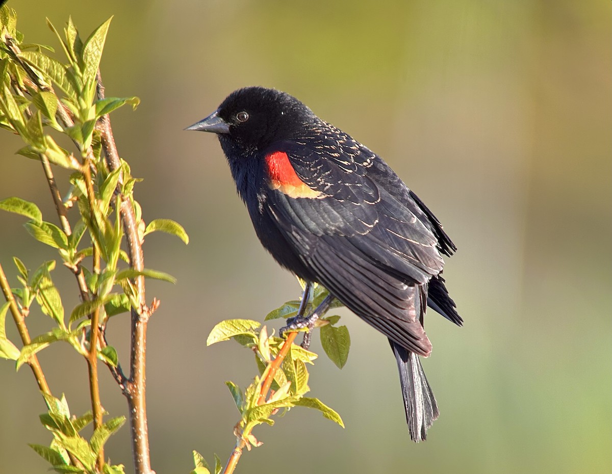 Red-winged Blackbird - Detlef Buettner