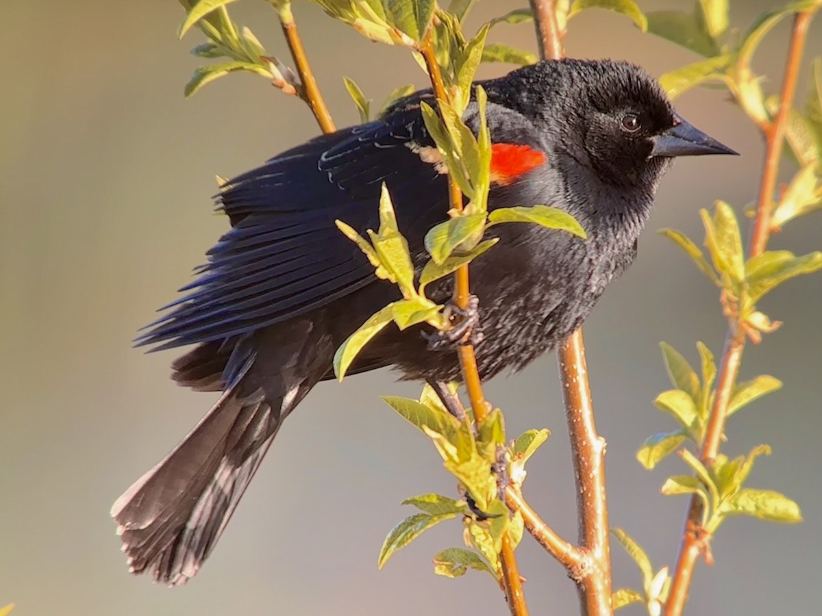 Red-winged Blackbird - Detlef Buettner