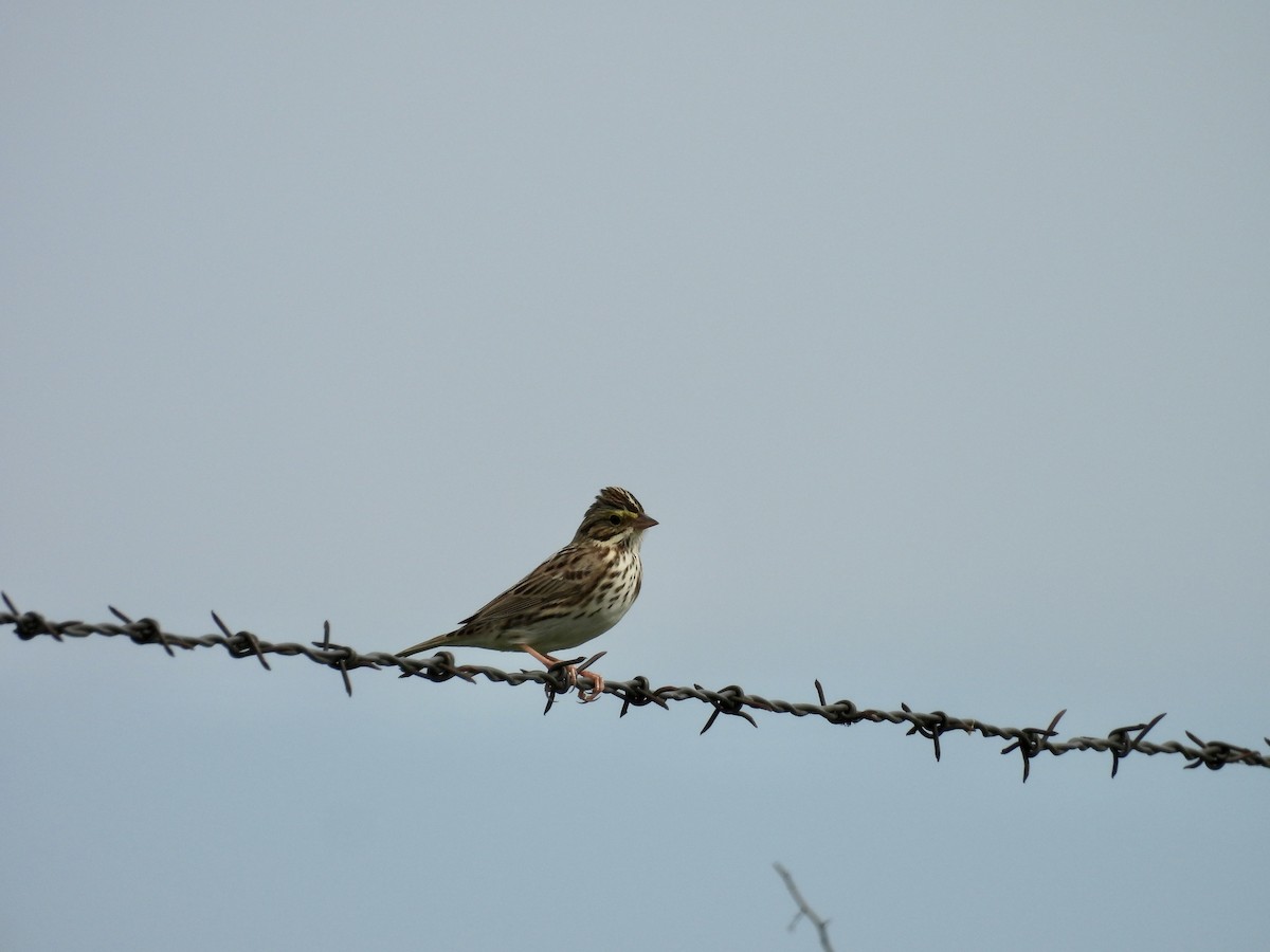 Savannah Sparrow - Kelly Ormesher